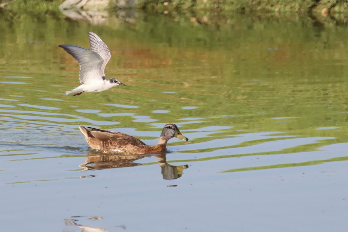 Whiskered Tern - ML622402782