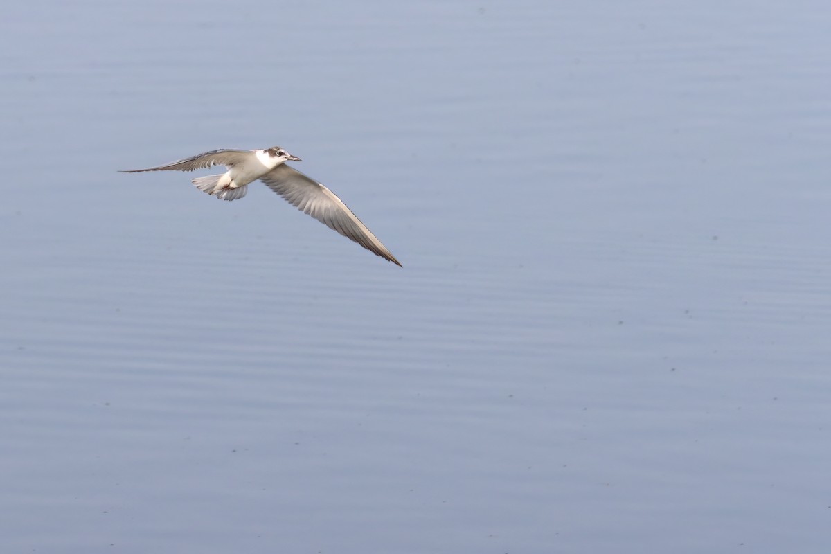 Whiskered Tern - ML622402783