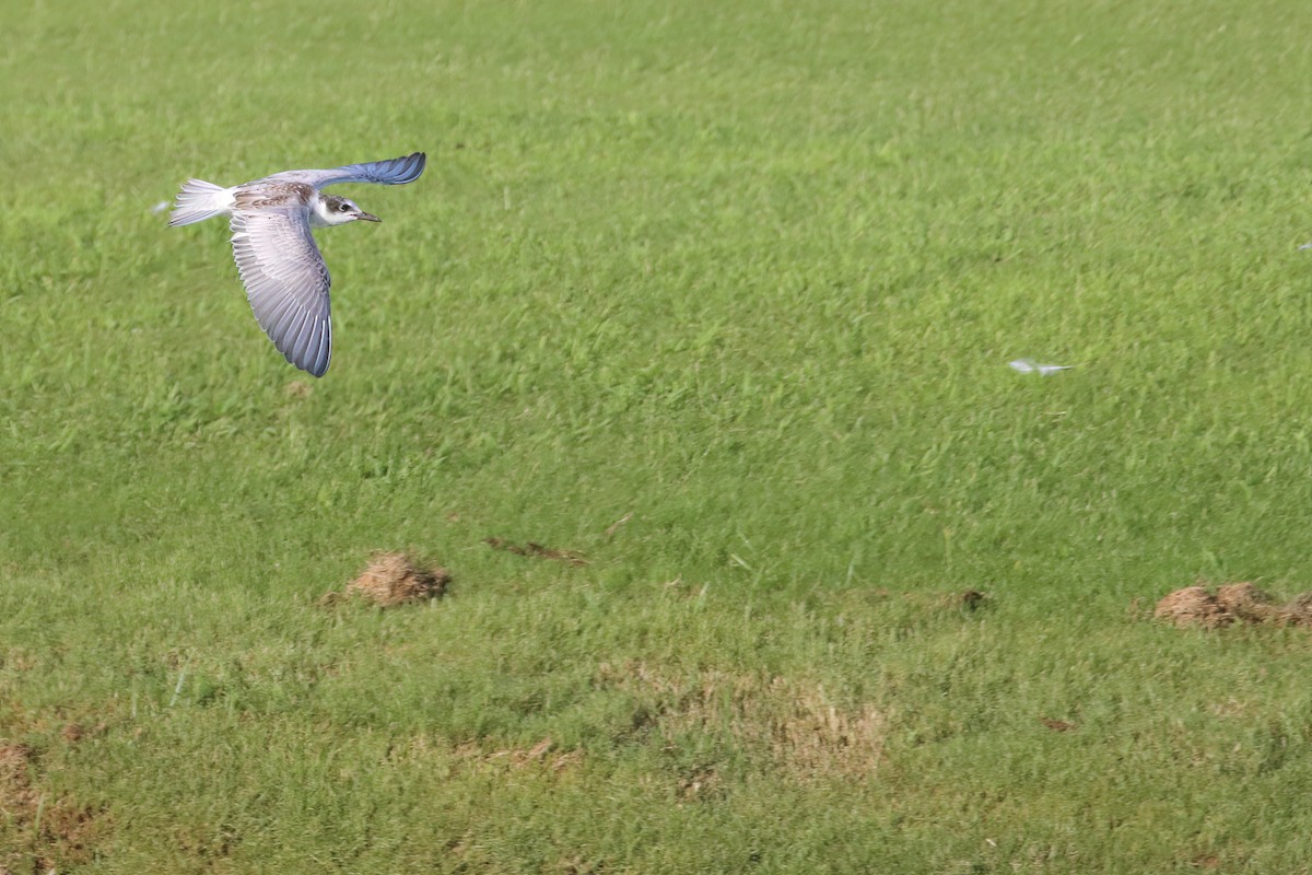 Whiskered Tern - ML622402784