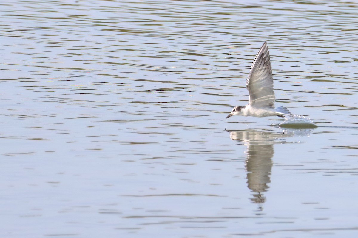 Whiskered Tern - ML622402785