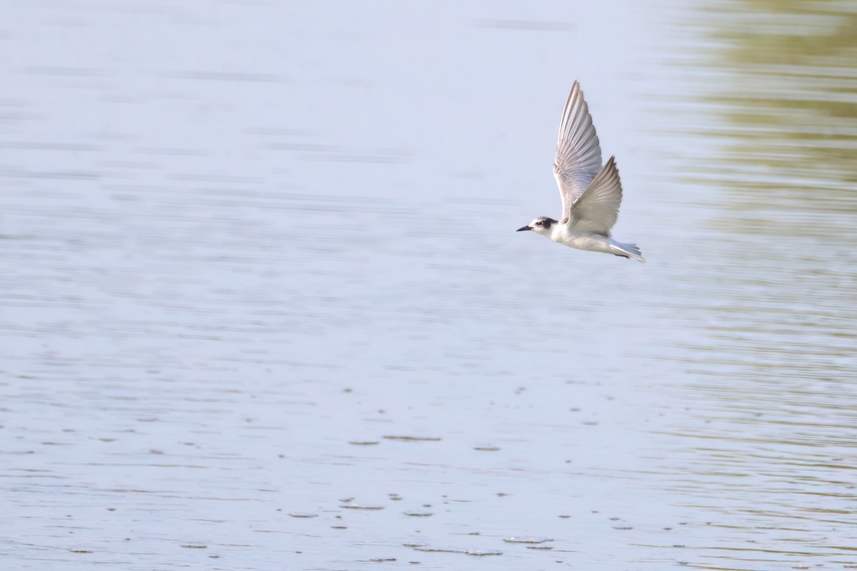 Whiskered Tern - ML622402786