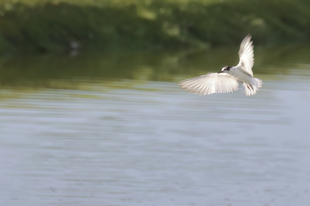 Whiskered Tern - ML622402787