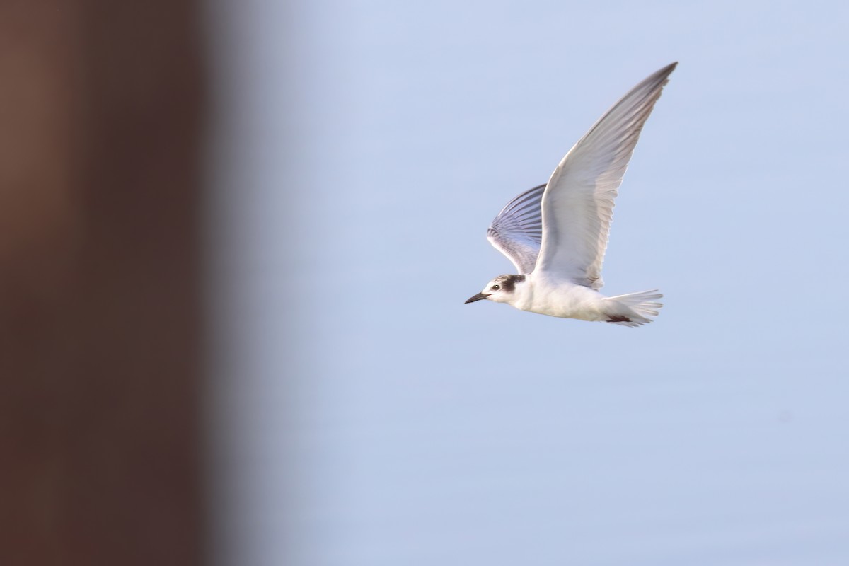 Whiskered Tern - ML622402788