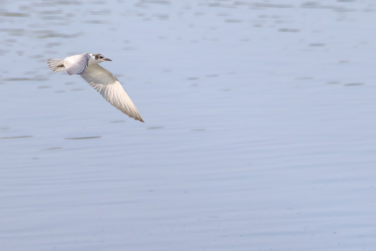 Whiskered Tern - ML622402789