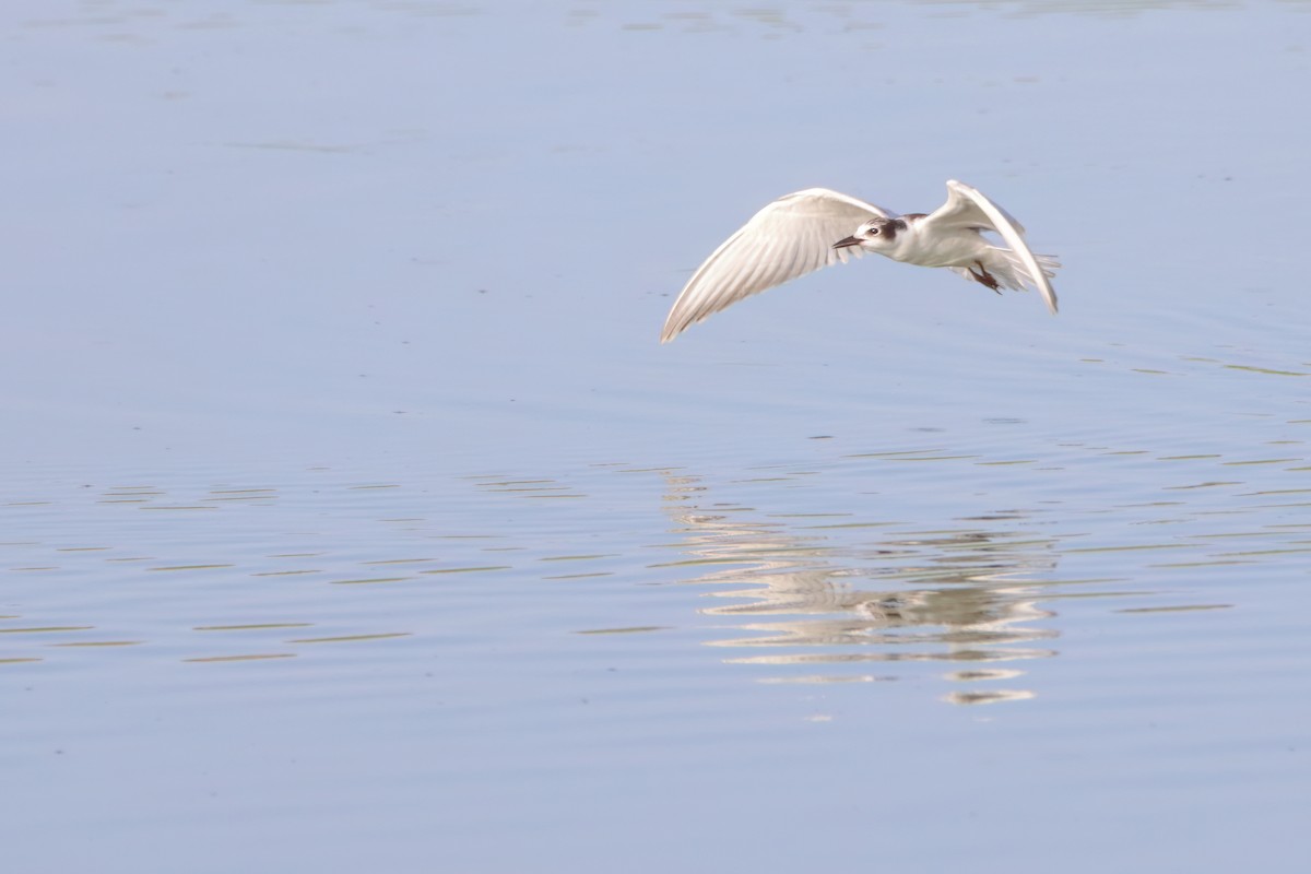 Whiskered Tern - ML622402790