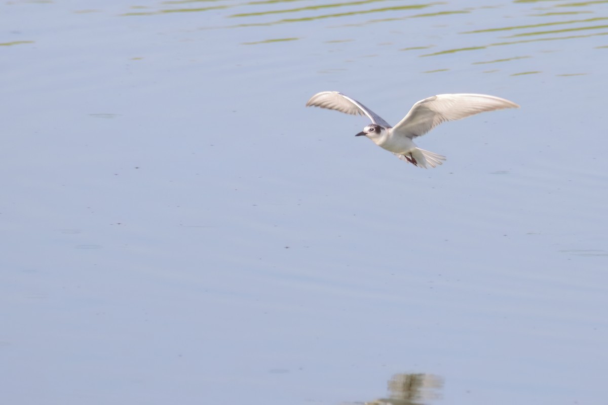 Whiskered Tern - ML622402791