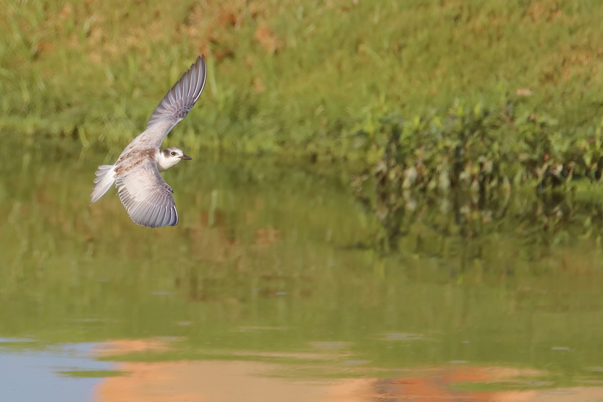 Whiskered Tern - ML622402792