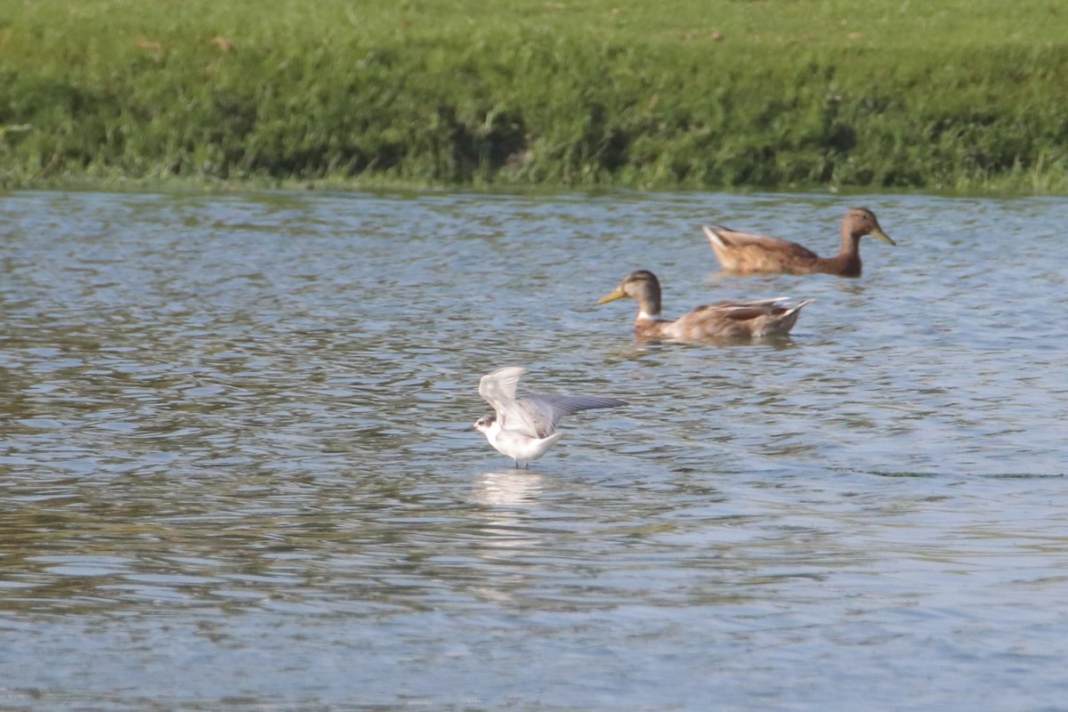 Whiskered Tern - ML622402793