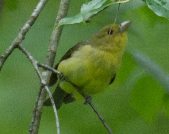 アカフウキンチョウ - ML62240281