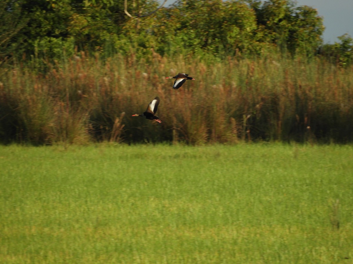 Black-bellied Whistling-Duck - Carlos Andrés Rodríguez Parra