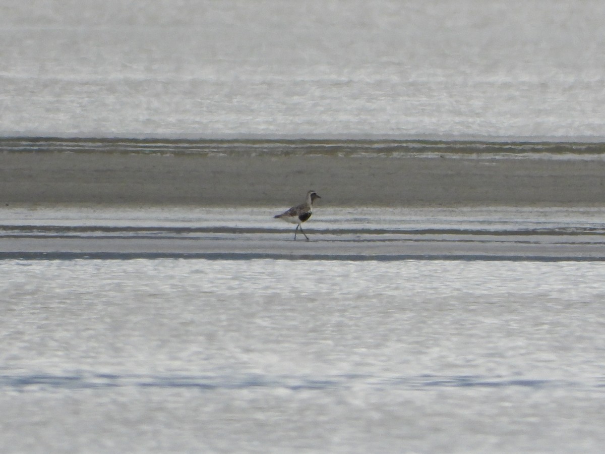 灰斑鴴 - ML622402922