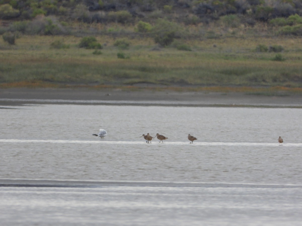 Marbled Godwit - ML622402948