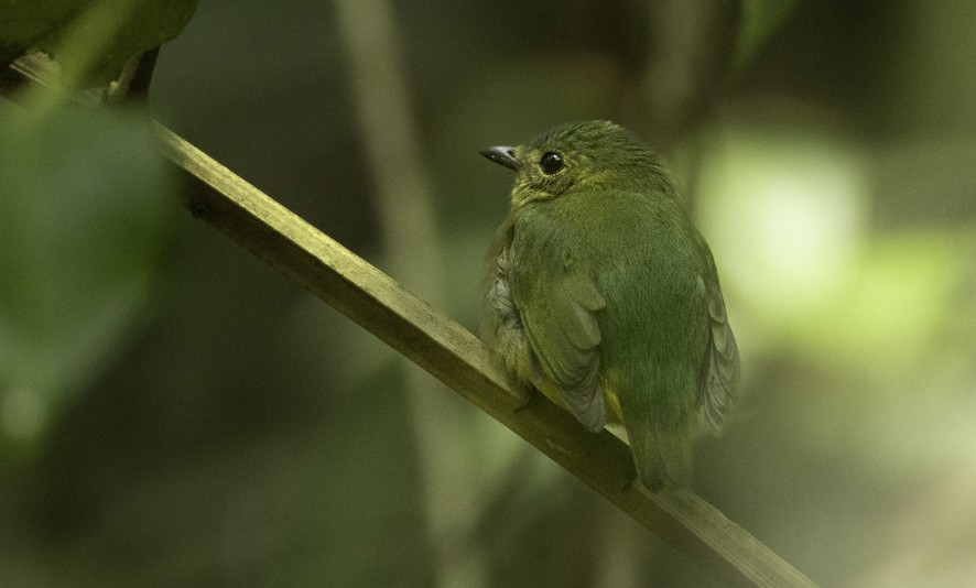 Blue-capped Manakin - ML622402965