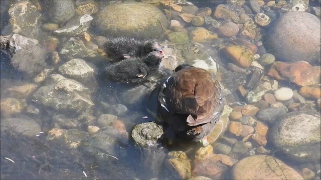 Eurasian Moorhen - ML622403057