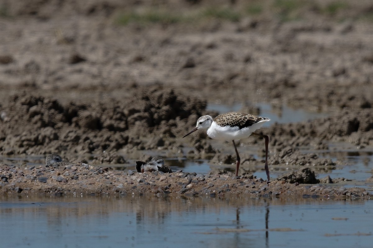 Marsh Sandpiper - ML622403234