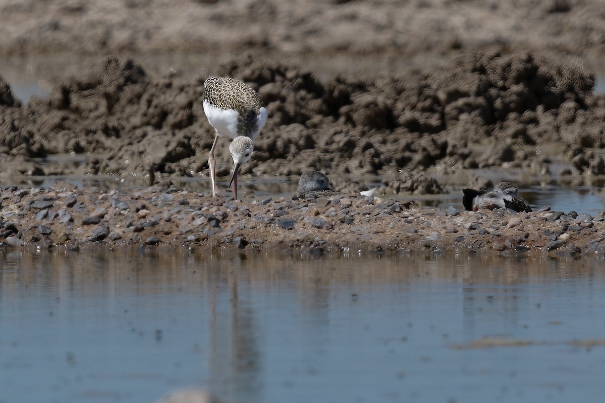 Marsh Sandpiper - ML622403235