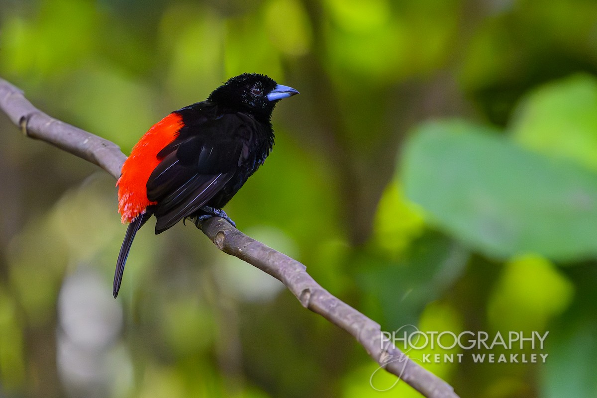 Scarlet-rumped Tanager (Passerini's) - Kent Weakley