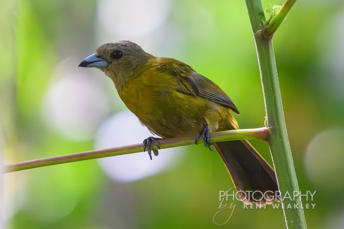 Scarlet-rumped Tanager (Passerini's) - Kent Weakley