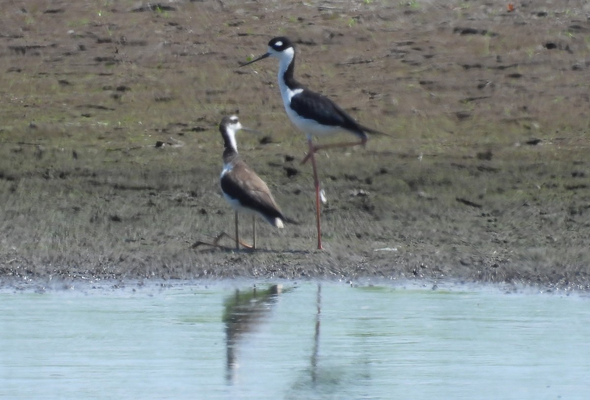 Black-necked Stilt - ML622403343