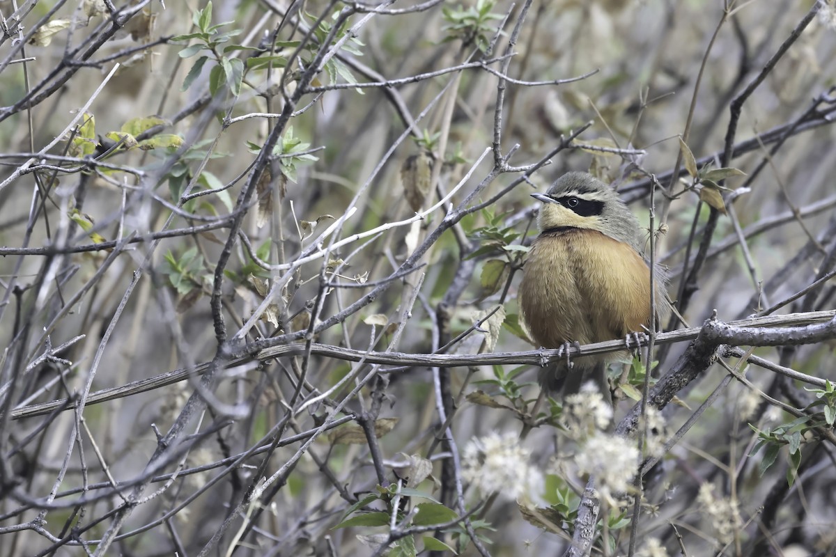 Olive-crowned Crescentchest - ML622403375