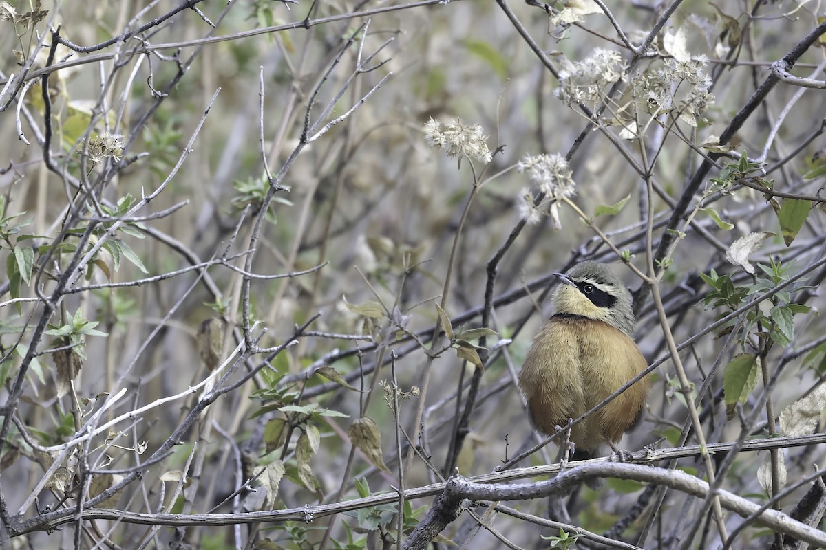 Olive-crowned Crescentchest - ML622403377