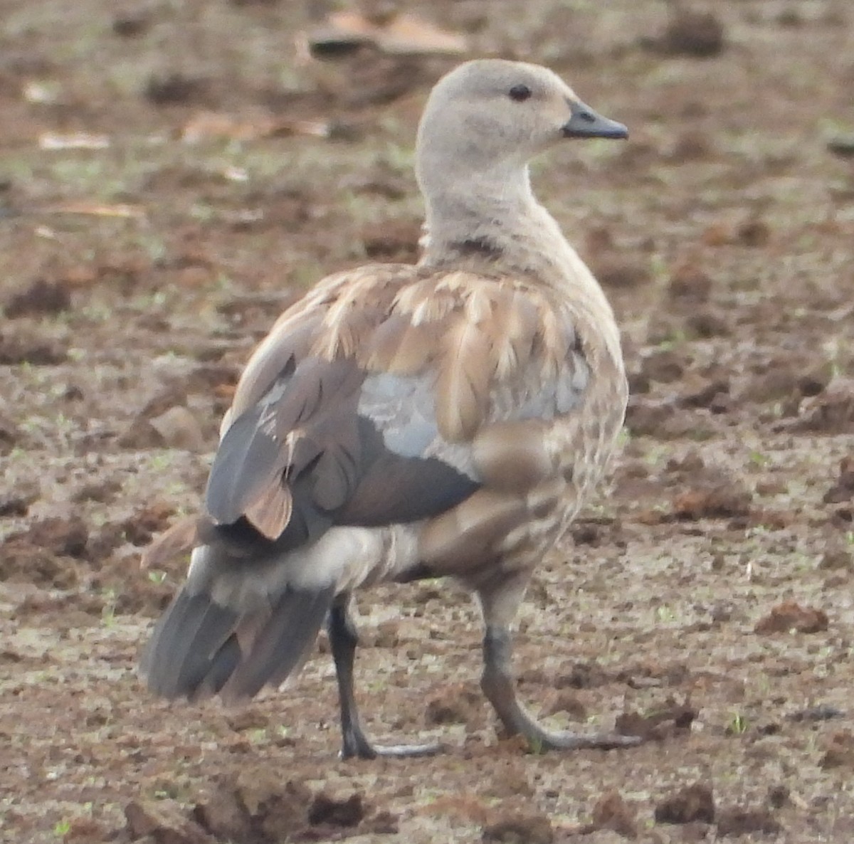 Blue-winged Goose - ML622403404