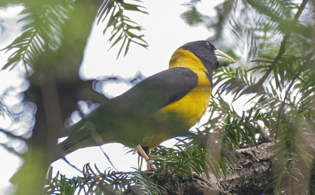 Black-and-yellow Grosbeak - ML622403419