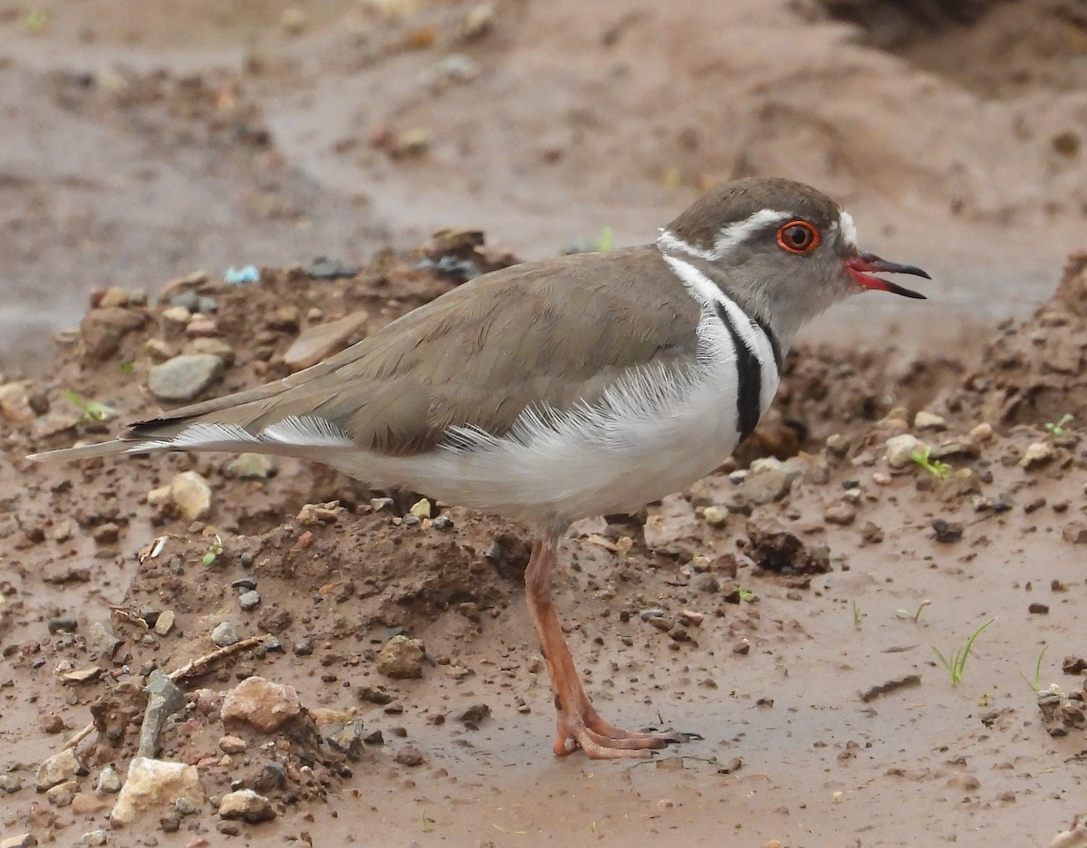 Three-banded Plover - ML622403449