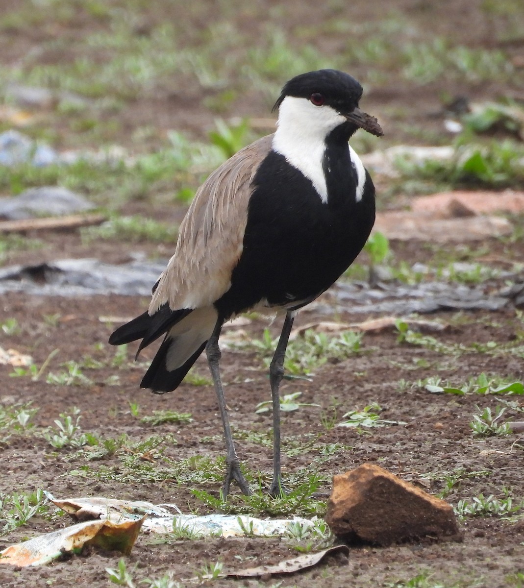 Spur-winged Lapwing - Rafael Berlanga