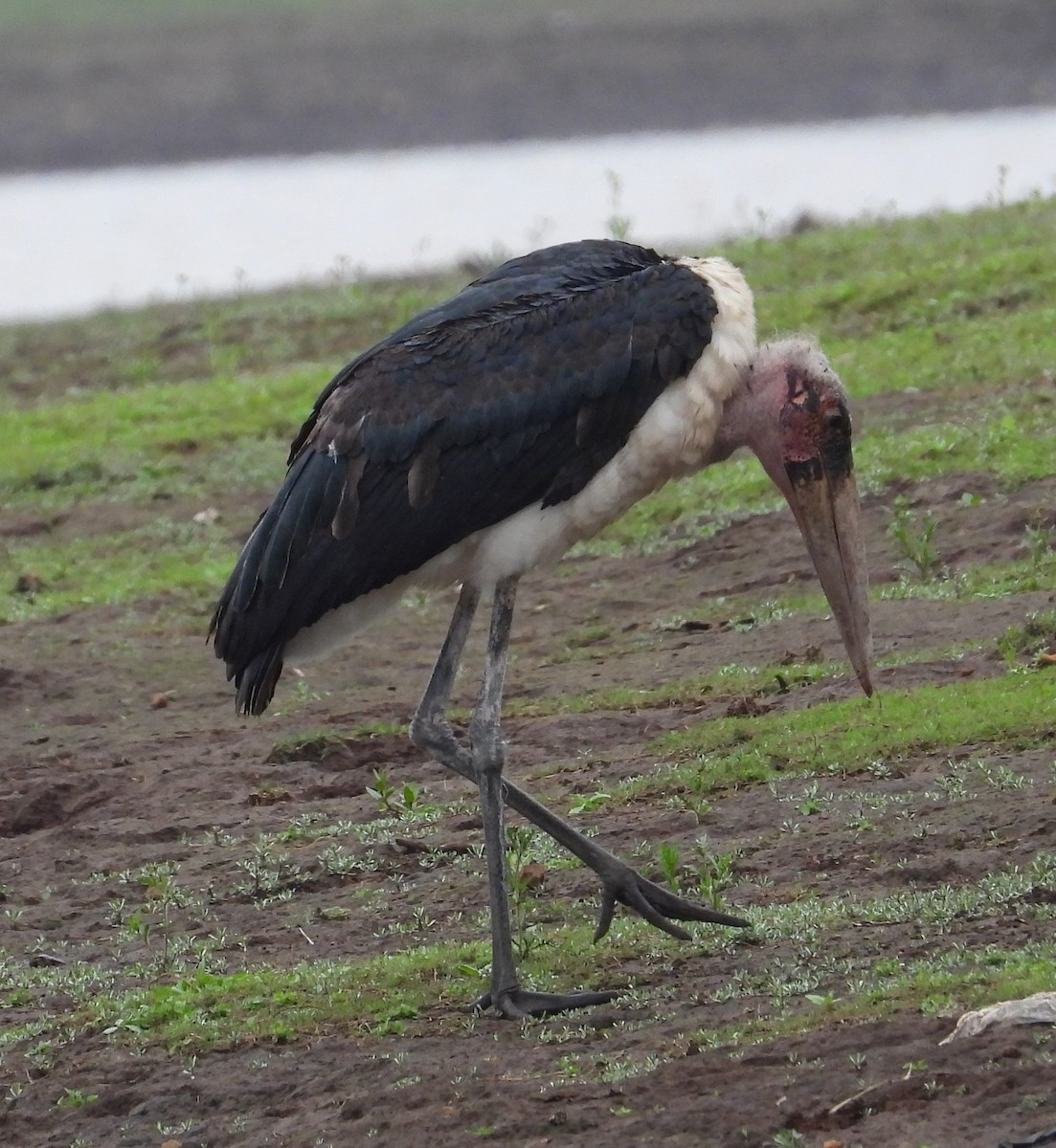 Marabou Stork - ML622403478