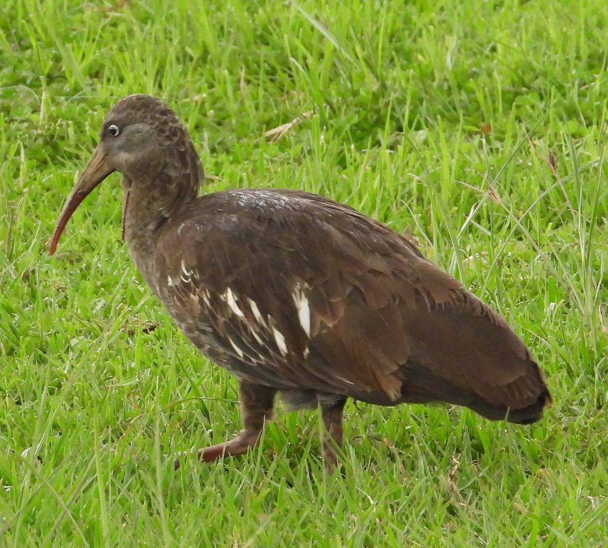 Wattled Ibis - ML622403487