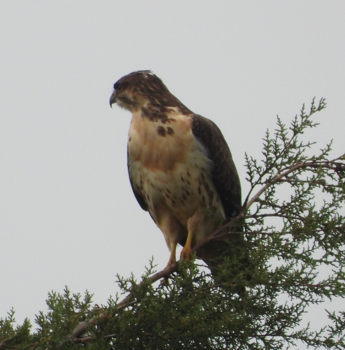 Augur Buzzard - ML622403495