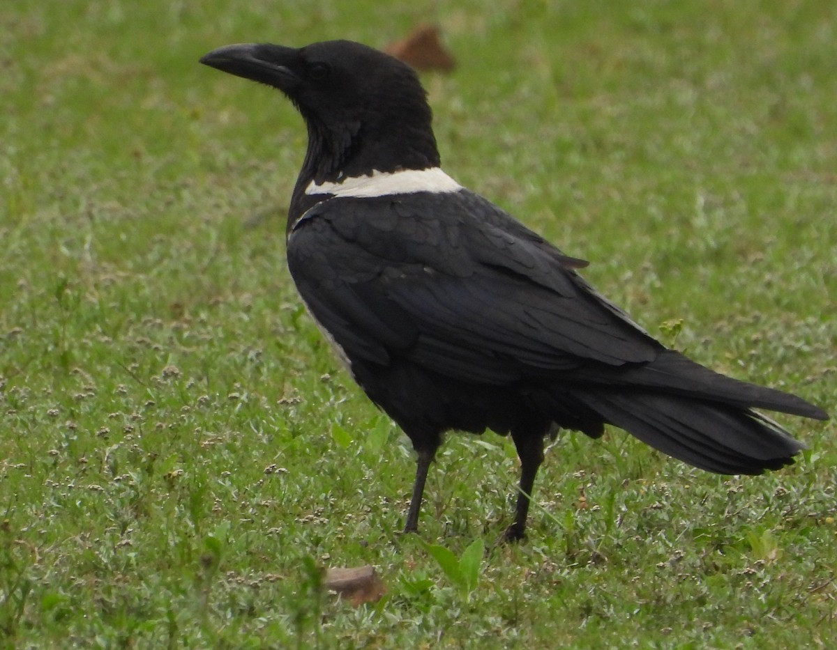 Pied Crow - ML622403499