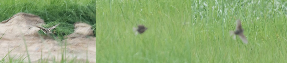 Passerellidae sp. (sparrow sp.) - ML62240351