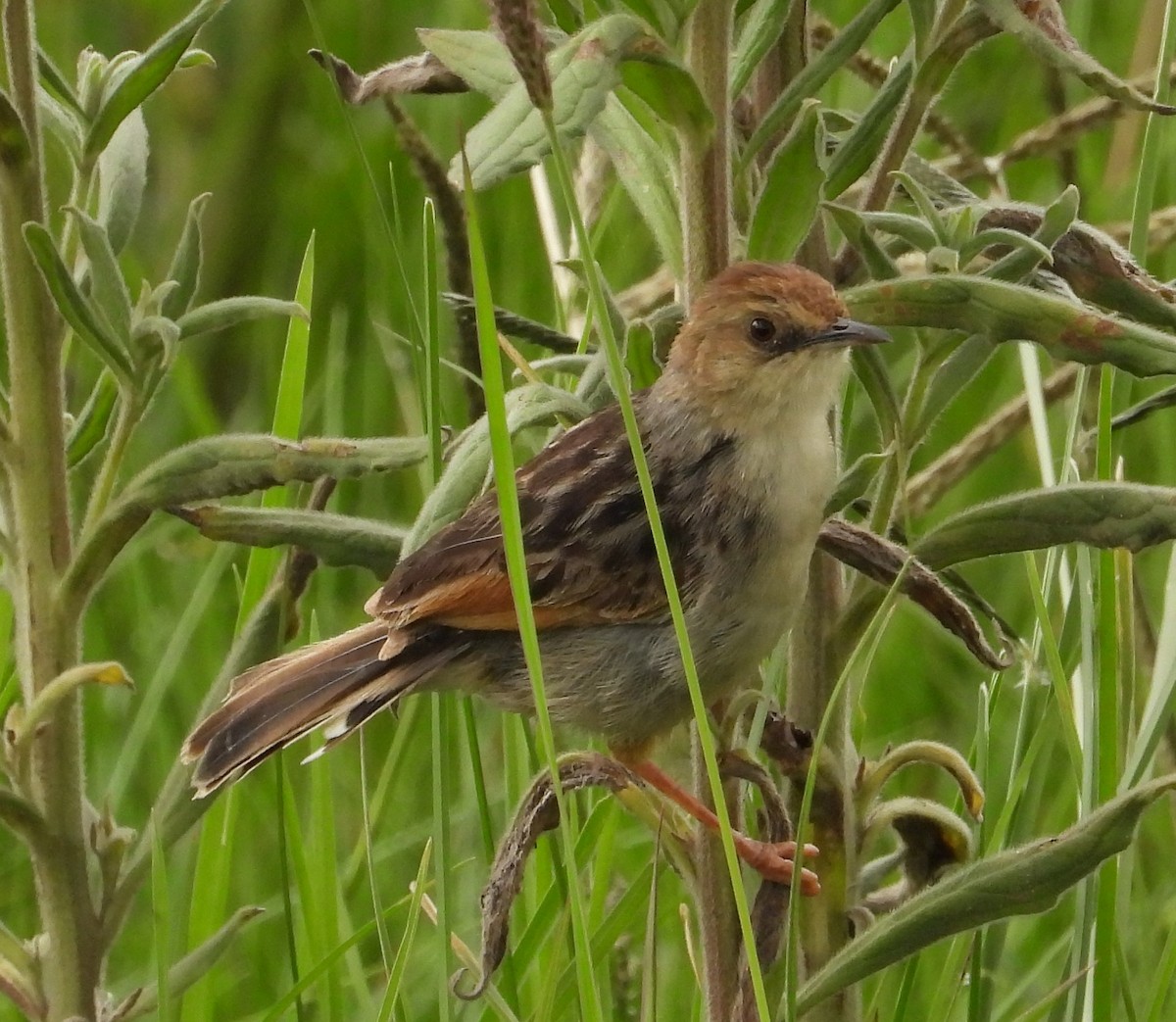 Ethiopian Cisticola - Rafael Berlanga