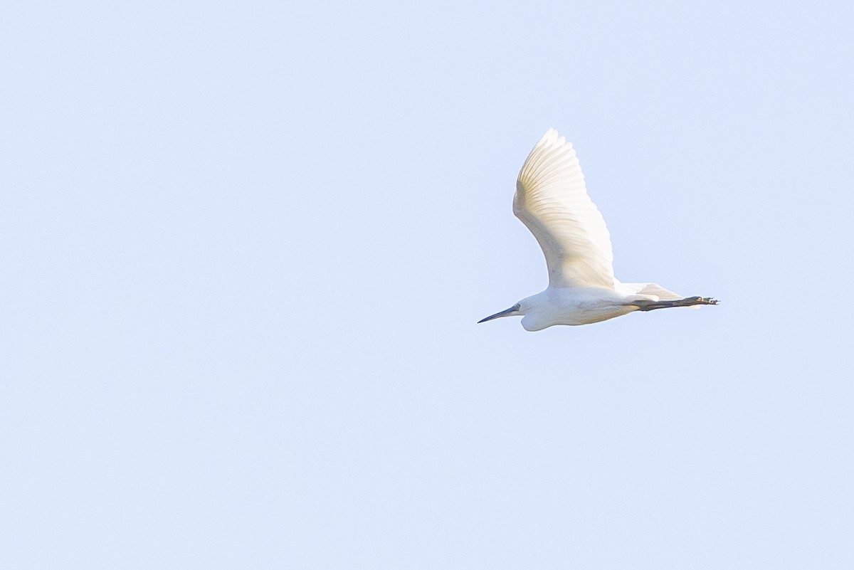 Little Egret - ML622403535