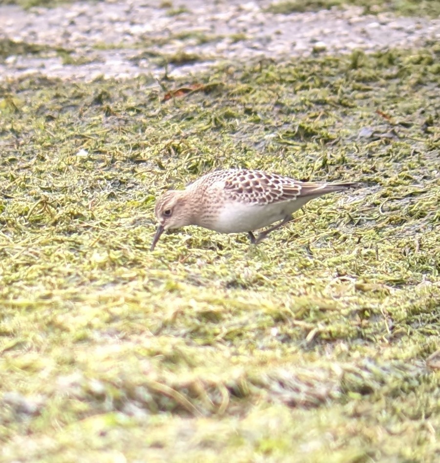 Baird's Sandpiper - ML622403546