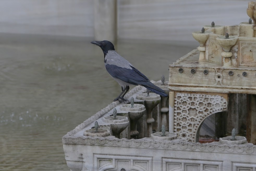 Hooded Crow - ML622403562