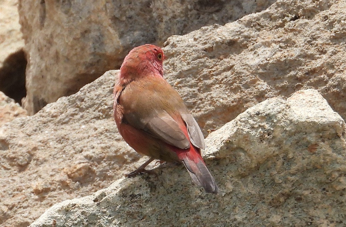 Red-billed Firefinch - ML622403567