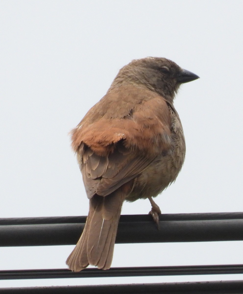 Swainson's Sparrow - ML622403572