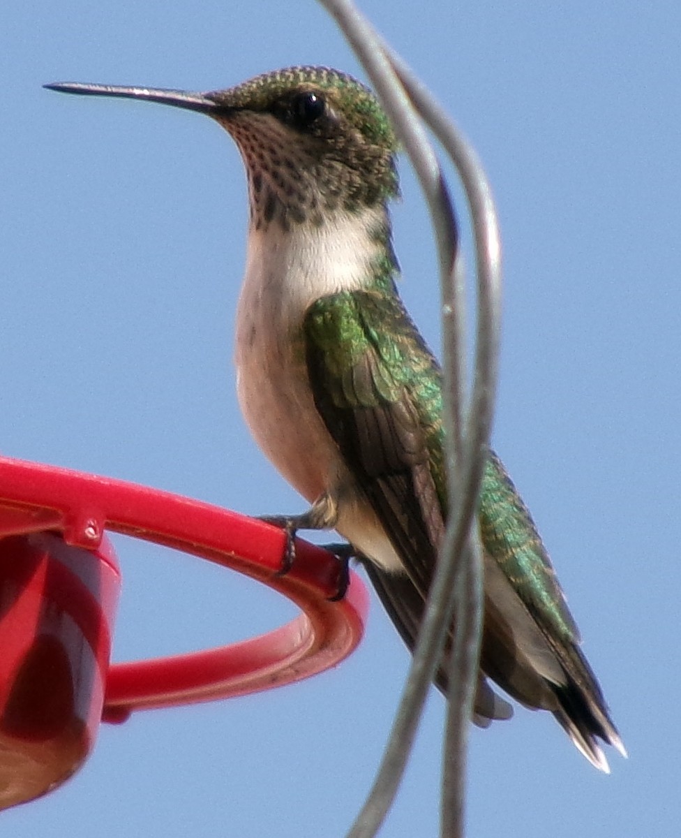 Ruby-throated Hummingbird - ML622403600