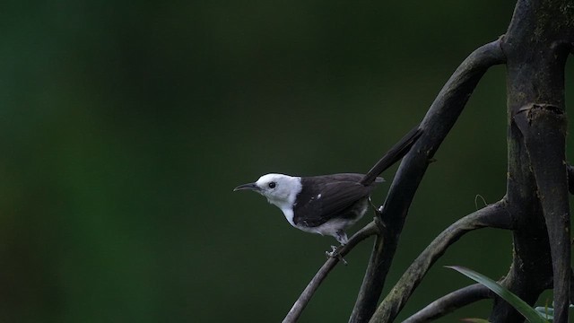 White-headed Wren - ML622403601