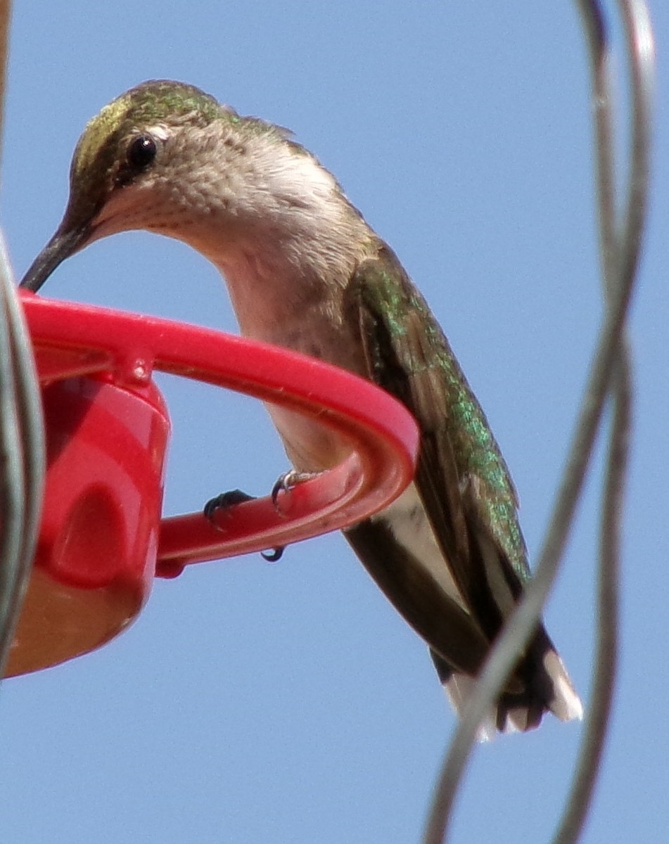 Ruby-throated Hummingbird - ML622403639