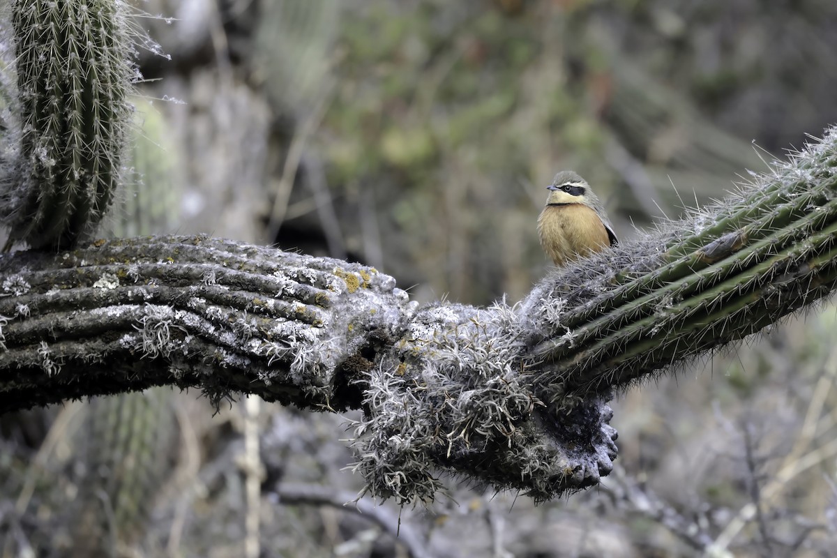 Olive-crowned Crescentchest - ML622403643