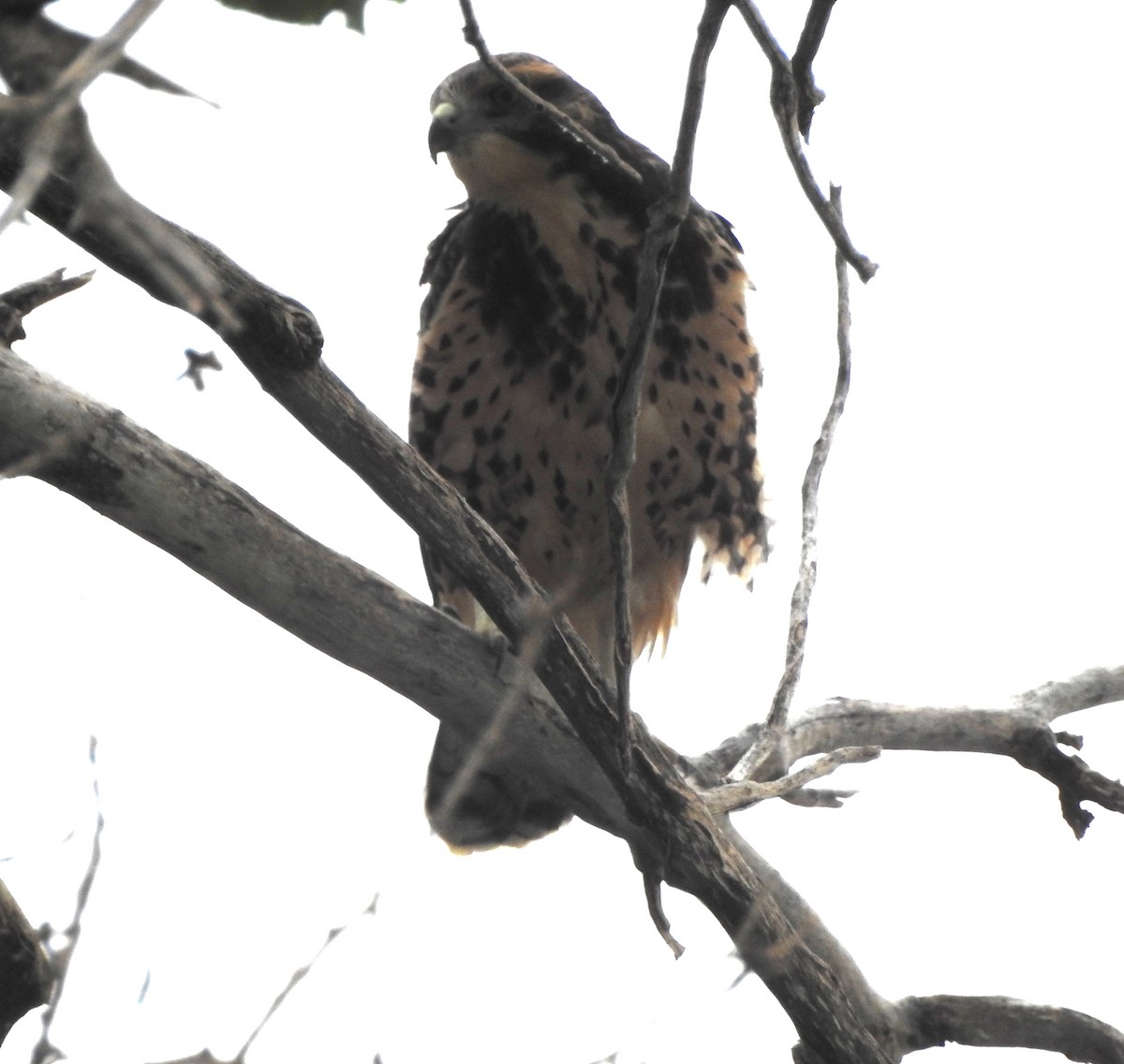 Swainson's Hawk - ML622403651