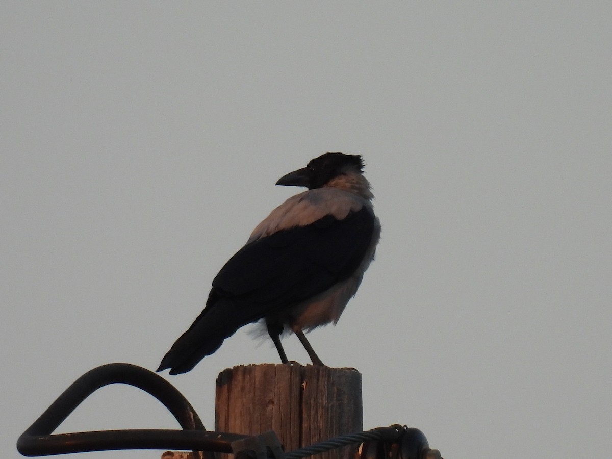 Hooded Crow (Hooded) - ML622403712