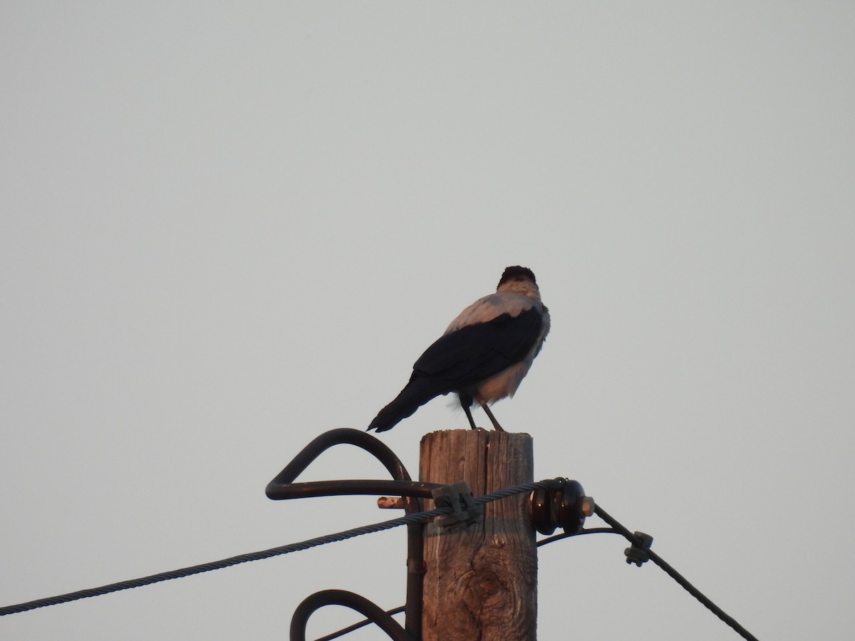 Hooded Crow (Hooded) - ML622403713