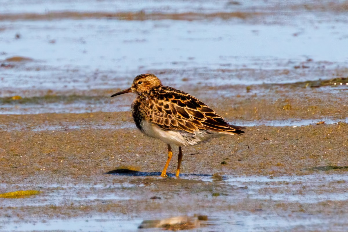 Pectoral Sandpiper - ML622403740