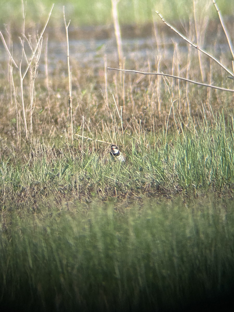 Semipalmated Plover - ML622403819