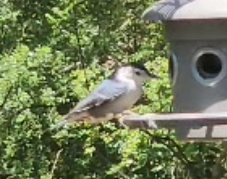 White-breasted Nuthatch - ML622403886